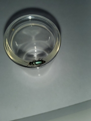 Cordylepherus viridis