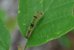 Acronicta hamamelis