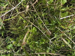 Eleocharis flavescens