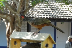 Penelope ochrogaster