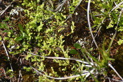 Selaginella eclipes