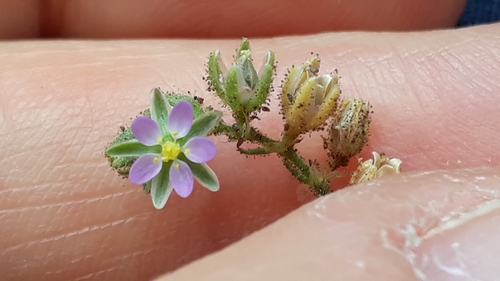 Spergularia marina image