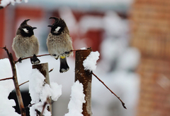 Pycnonotus leucogenys