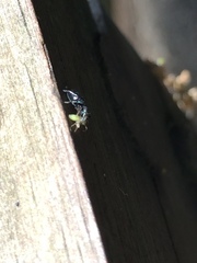Salticinae