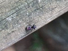 Salticinae