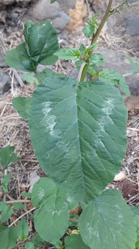 Amaranthus blitum image