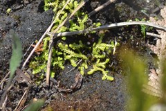 Selaginella eclipes