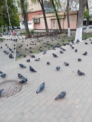 Columba livia domestica