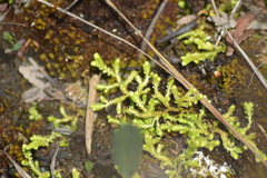 Selaginella eclipes