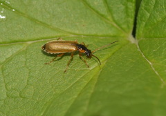 Rhagonycha testacea