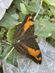 Adelpha mesentina