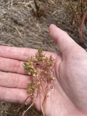 Lysimachia minima