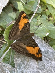 Adelpha mesentina