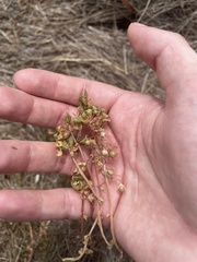 Lysimachia minima