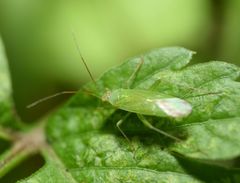 Orthotylinae