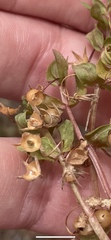 Lysimachia minima
