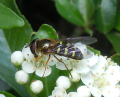 Lapposyrphus