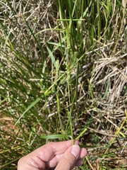 Scleria microcarpa