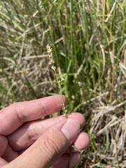 Scleria microcarpa