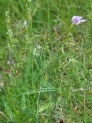 Scorzonera purpurea