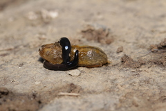 Microplana terrestris