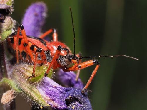 Cimice assassina