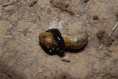 Microplana terrestris