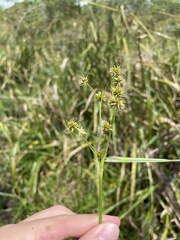 Rhynchospora holoschoenoides