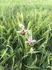 Ophrys scolopax apiformis