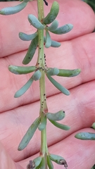 Salsola divaricata