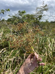 Rhynchospora corymbosa