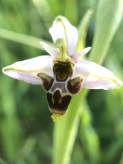 Ophrys scolopax apiformis