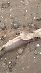 Mustelus