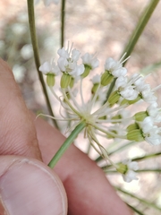 Thapsia gummifera