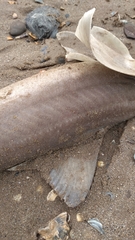 Mustelus