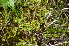 Selaginella eclipes