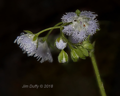 Phacelia fimbriata