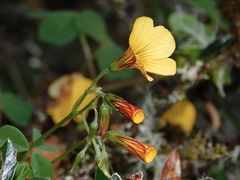 Oxalis spiralis