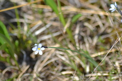 Sisyrinchium montanum