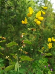 Cytisophyllum sessilifolium