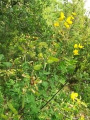 Cytisophyllum sessilifolium
