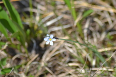 Sisyrinchium montanum