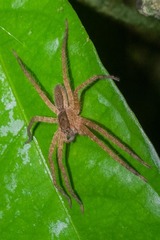 Cupiennius bimaculatus