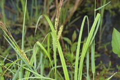 Carex hyalinolepis