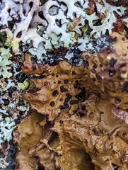 Lasallia pensylvanica