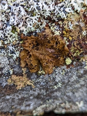 Lasallia pensylvanica