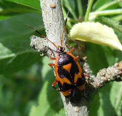 Deraeocoris trifasciatus