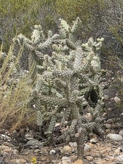 Cylindropuntia cholla