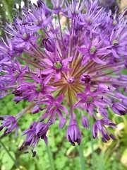 Allium hollandicum
