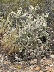 Cylindropuntia cholla